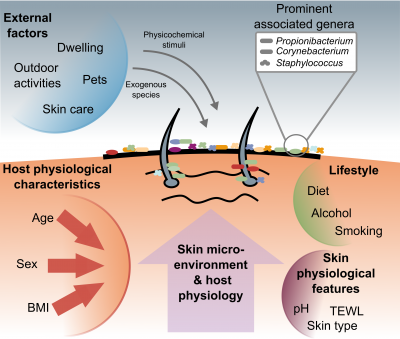 People’s physical features, their lifestyle and the environment are associated with the skin bacteria People’s physical features, their lifestyle and the environment are associated with the skin bacteria